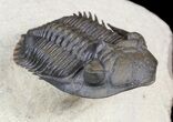 Metacanthina (Asteropyge) Trilobite - Top Quality Example #56554-4